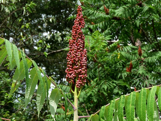 {Rhus glabra}